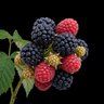 Gallery Image 3 for Realistic Berry Cluster on PVPRP