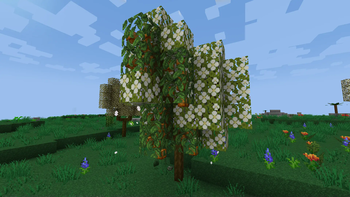 Gallery Banner for ILAORE