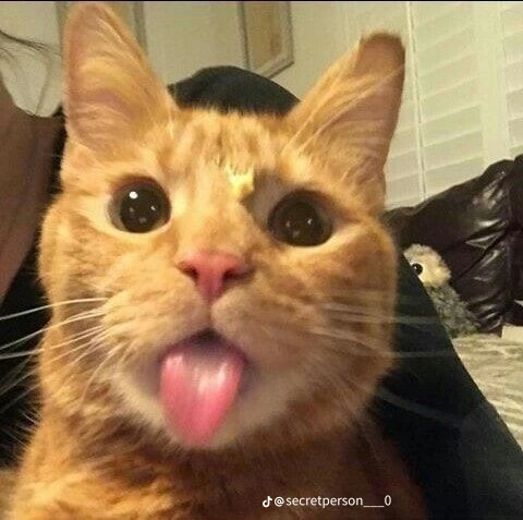 dytjago profile picture