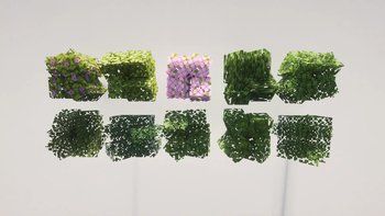(Bushy Leaves) dronko