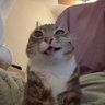 Cute Cat 512x on PvPRP