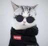 ItsPqrtyCat