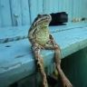 Sitting_Frog